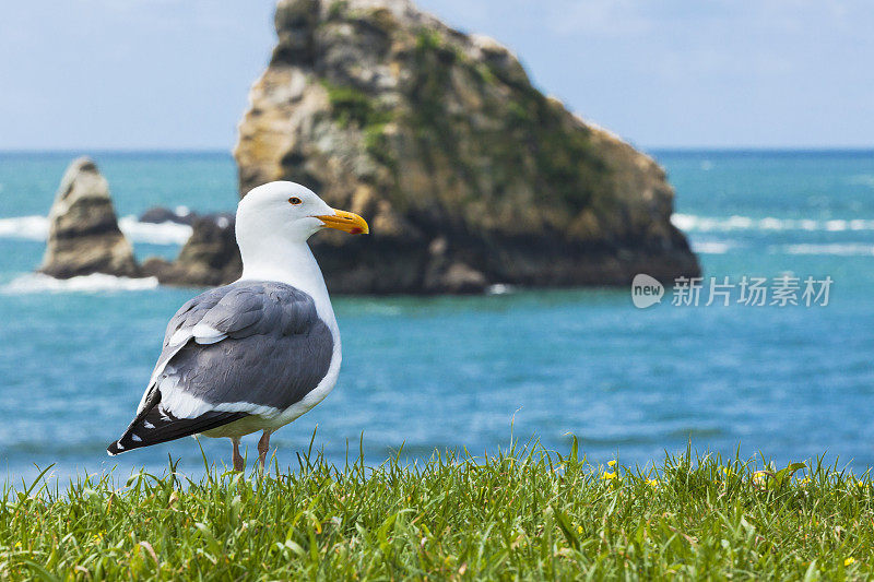 美国俄勒冈州鲸鱼头海滩上的海鸥