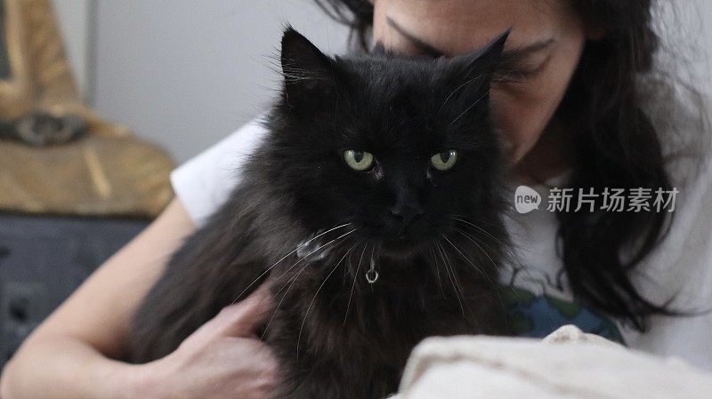 可爱的黑猫和一个女人在客厅放松