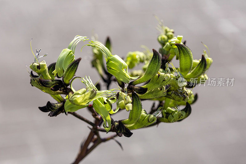 黑色袋鼠爪花蕾和花，宏观，背景与复制空间