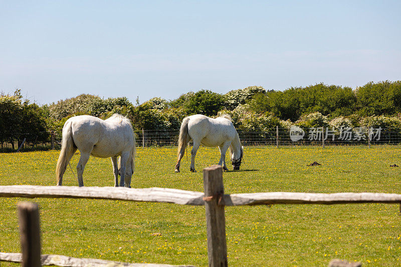 在英格兰伊斯特本东迪恩绿色牧场上吃草的马