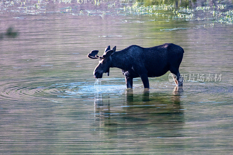 公驼鹿在湖里吃草、涉水