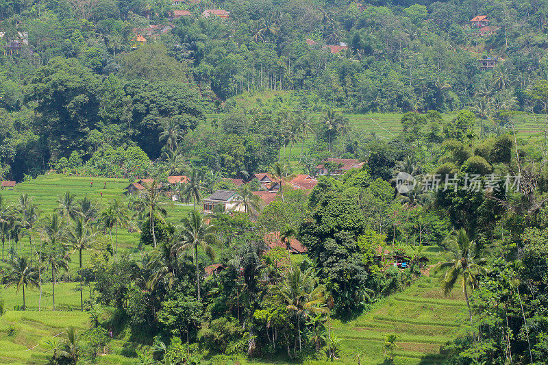 印度尼西亚西爪哇省的稻田。
