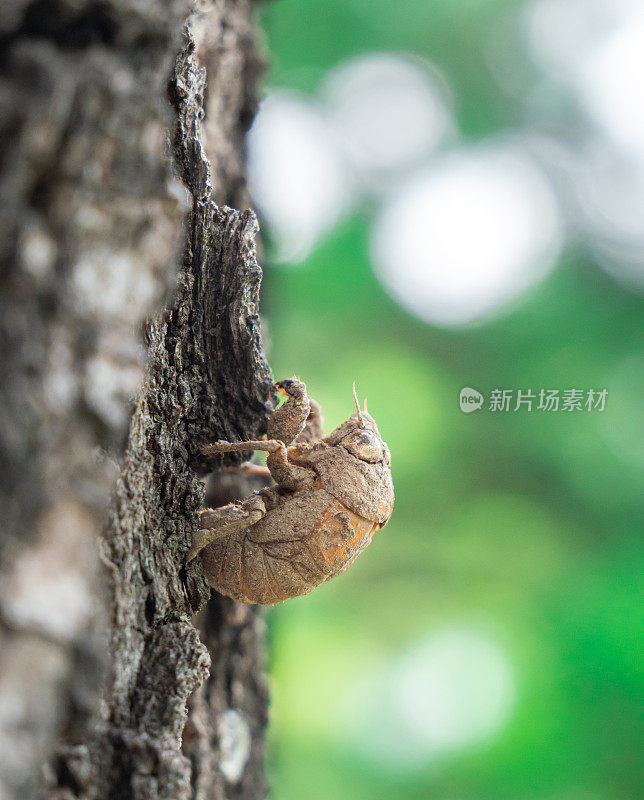 夏天的蝉