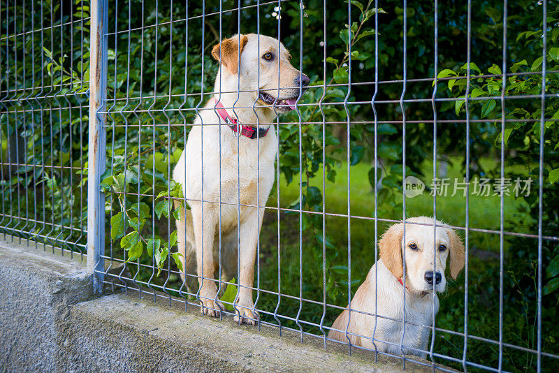 拉布拉多寻回犬和小狗被困在铁丝网后面