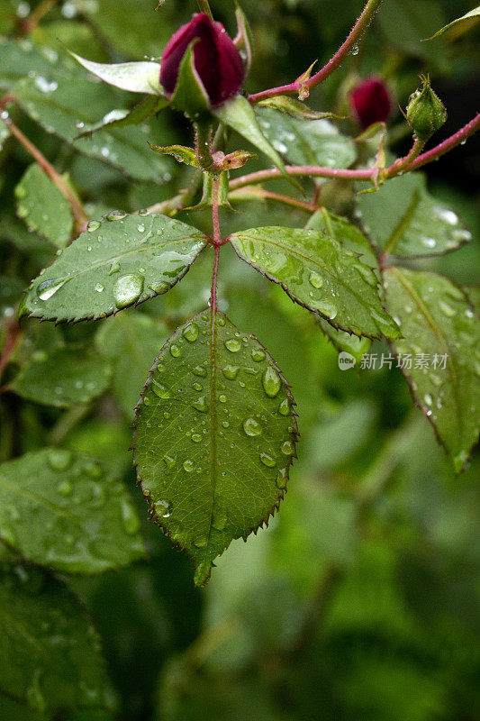 特写的新鲜玫瑰露珠在雨季