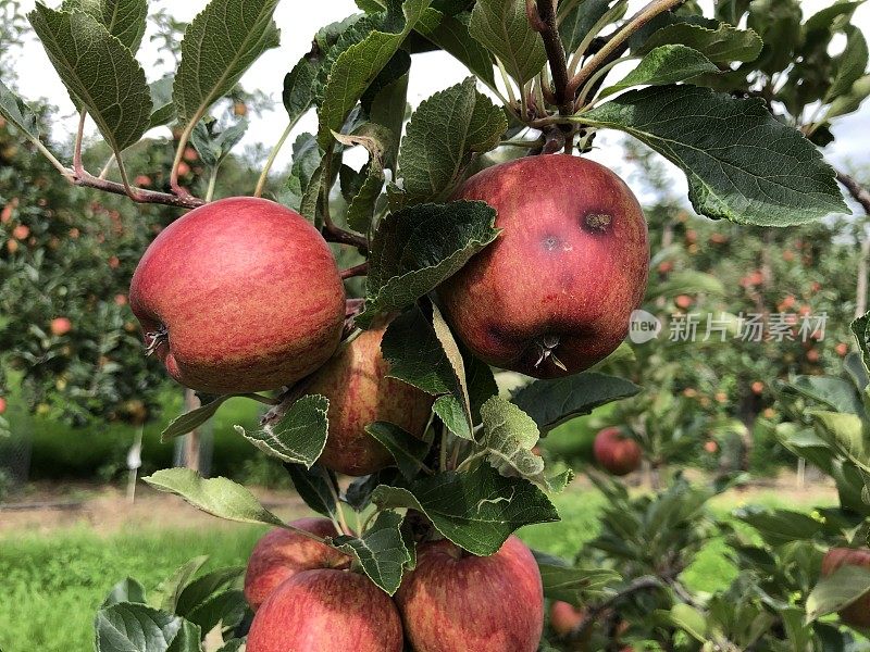 商业果园中带有苹果黑星病的苹果(品种:加拉)