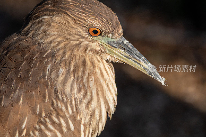 黑冠夜鹭少年特写