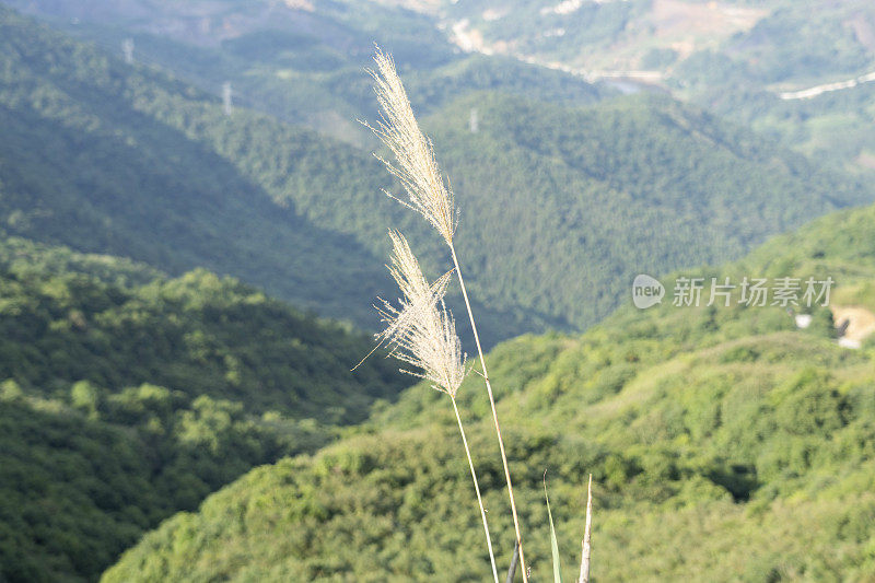 山上的芦苇