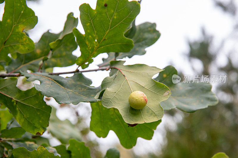 栓皮栎又称瘿蜂，圆球形瘿下方为普通栎树叶栓皮栎。里面是虫幼虫。秋季的一天。