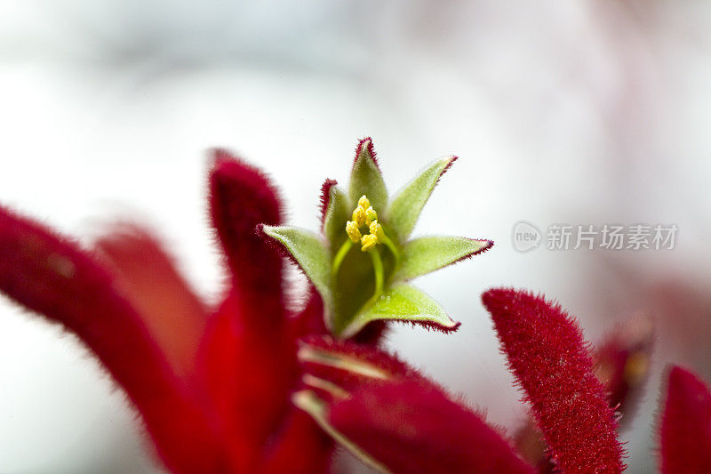 特写红色袋鼠爪花蕾和花，微距摄影，背景与复制空间