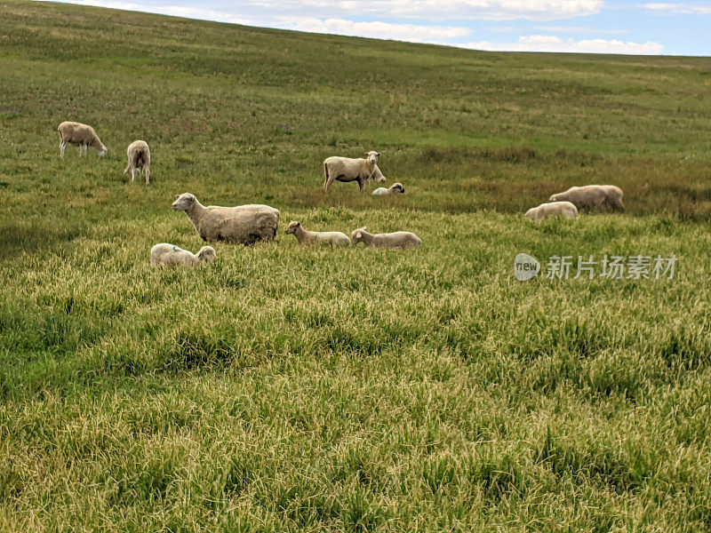 在Markagunt高原和犹他州雪松山的高牧场和草地上吃草的羊群