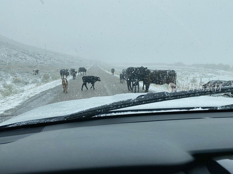 牛在暴风雪中走在路上