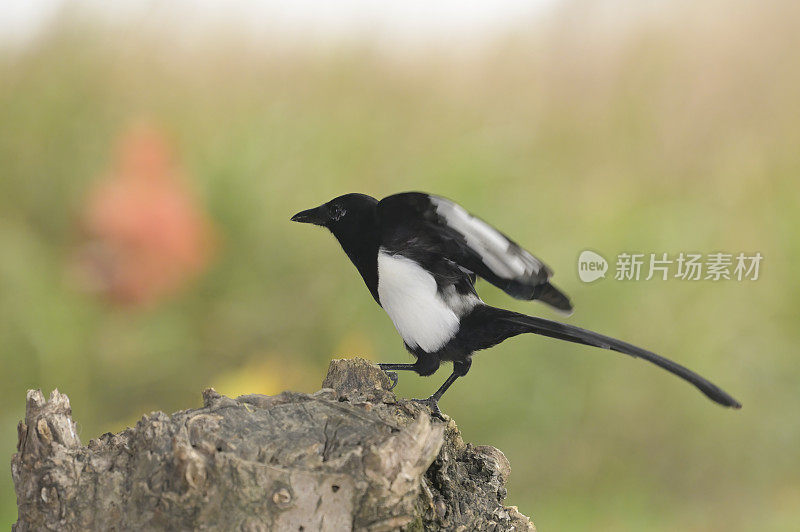 喜鹊(匹卡匹卡)