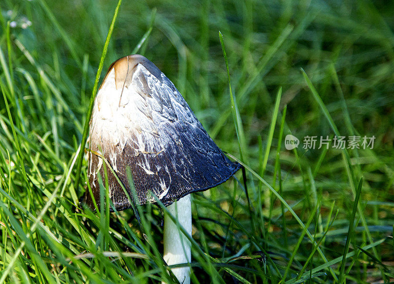 蘑菇在草