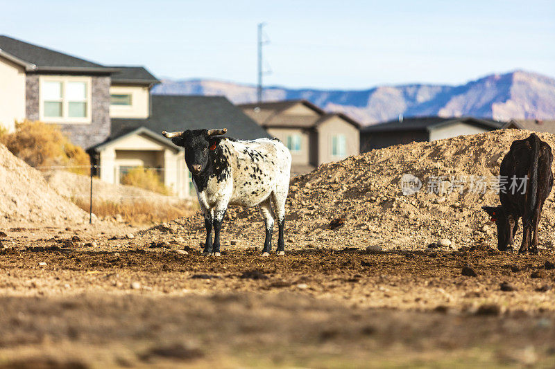 斑点肉牛西部科罗拉多州牲畜在畜栏旁边的住宅分区城市蔓延背景照片系列