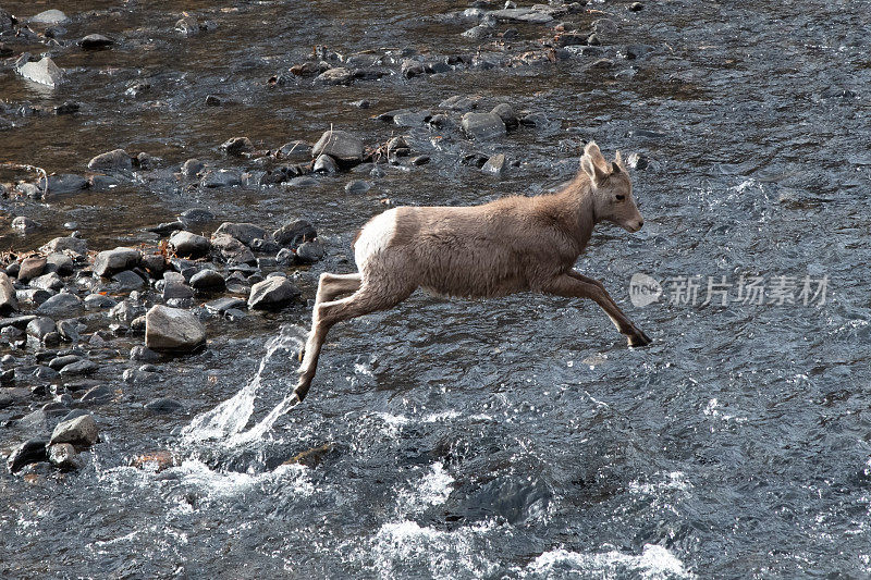 大角羊跳跃着穿越科罗拉多峡谷的河流