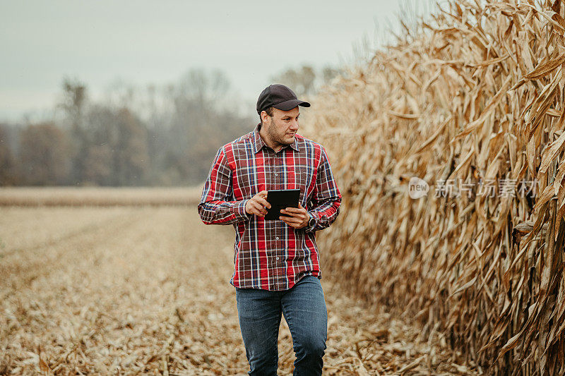 农民拿着一个平板电脑，走在茬地里，看着长着高玉米的玉米地