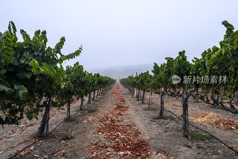 秋季葡萄园，Temecula山谷葡萄酒国家，加利福尼亚州