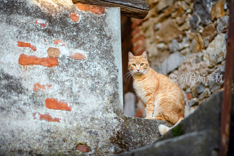 意大利村庄里的猫