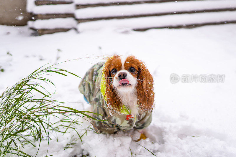 年轻的骑士查理国王猎犬穿着冬装在雪地里玩耍