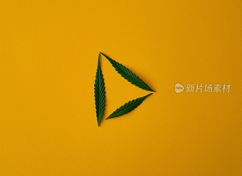 工作室拍摄的大麻叶子在黄色的背景下变成播放按钮的形状