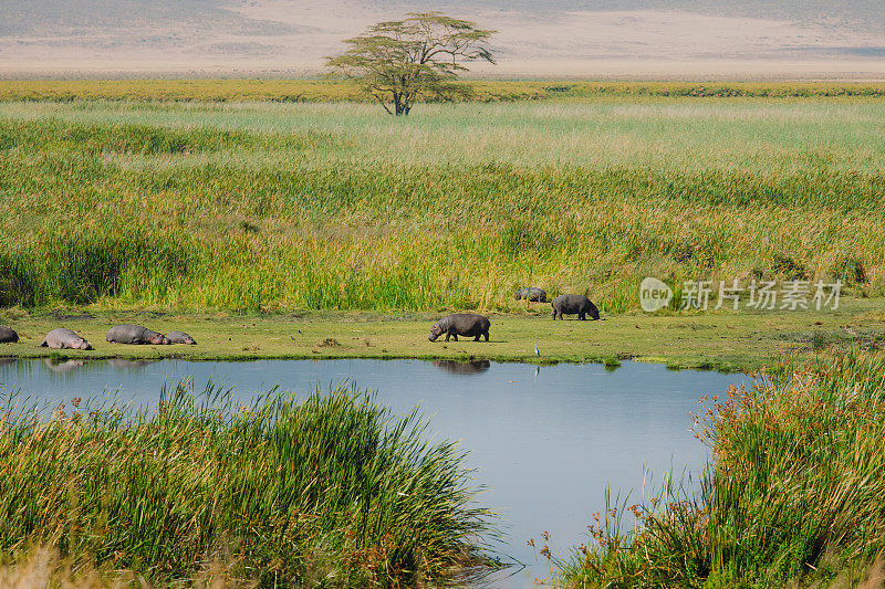坦桑尼亚恩戈罗恩戈罗火山口，河马在湖边的绿色草地上