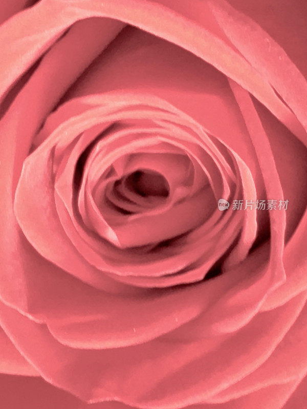 柔和的粉色玫瑰