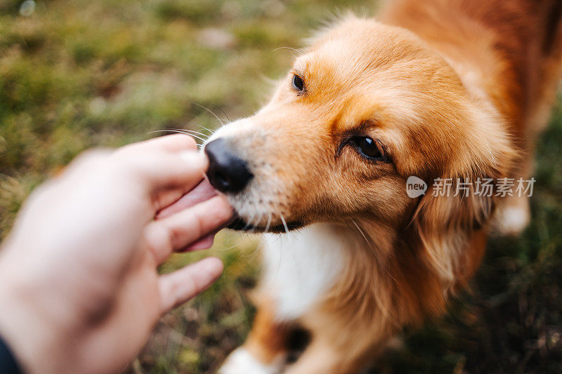 欢快美丽的金狗站在院子里，享受着美好的一天，主人用手抚摸着它。狗住的地方。