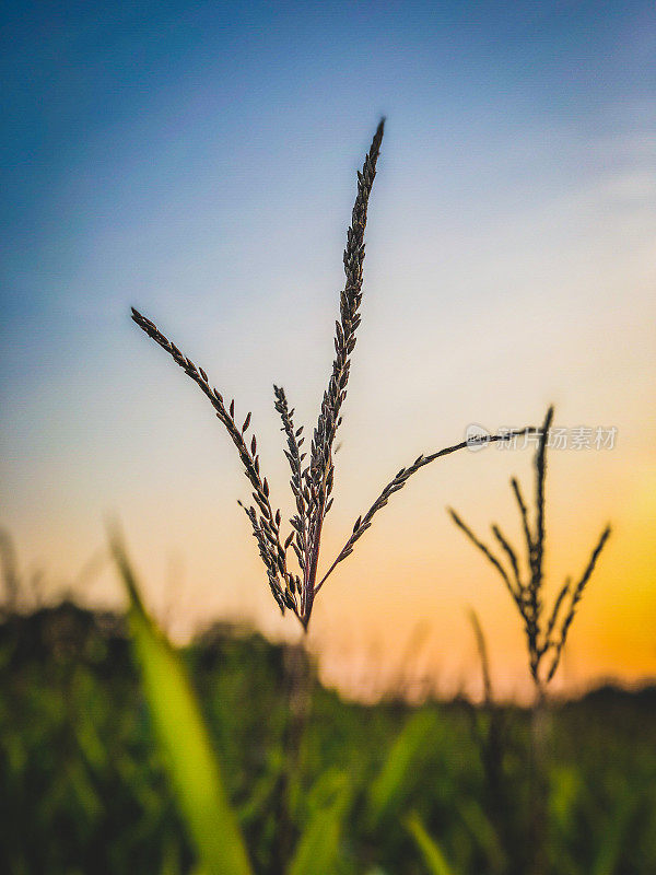 夕阳下美丽的芦苇。