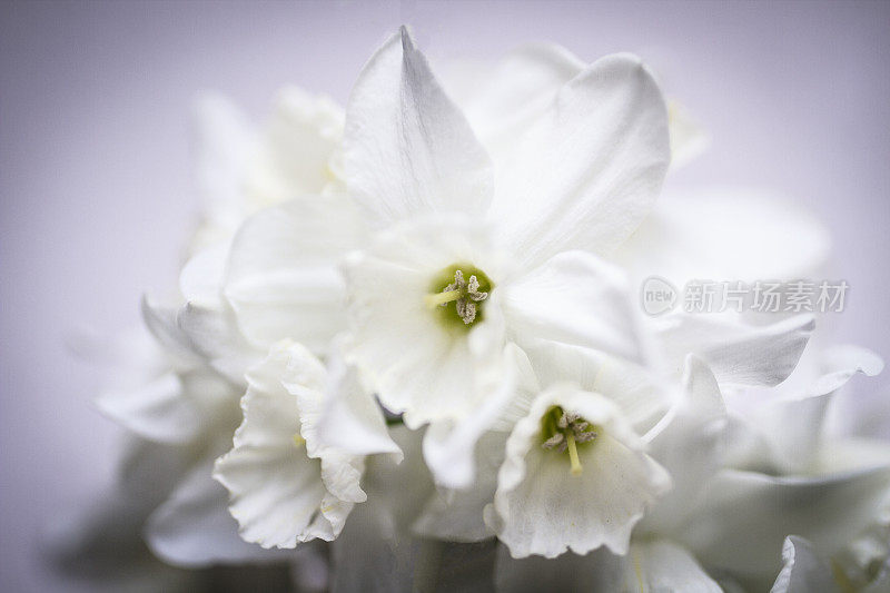 水仙花,水仙花