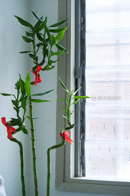 近距离观察幸运竹植物-风水植物对着玻璃窗