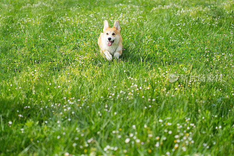 一只彭布罗克威尔士柯基狗在草地上快乐地奔跑