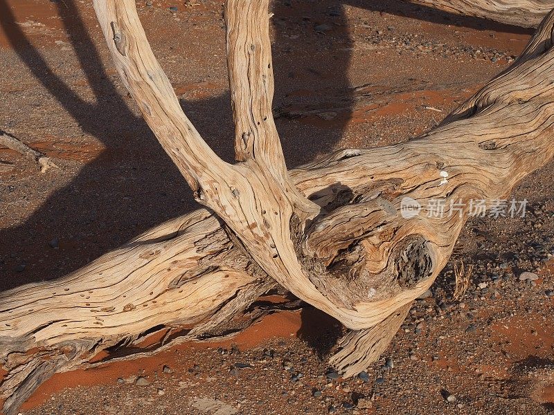 纳米布沙漠上一棵死金合欢树的树枝特写