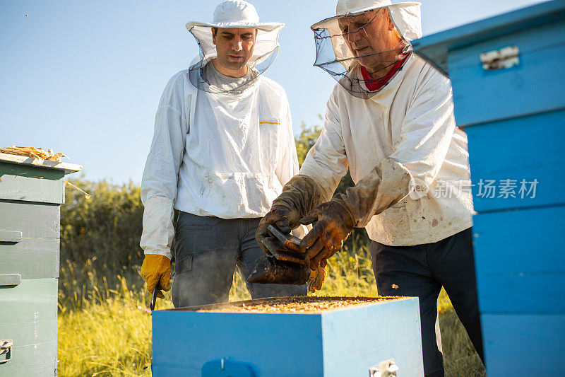 穿着白色防护服的养蜂人将蜜蜂和蜂蜡放在木制框架内，养蜂人用烟枪控制蜂巢和蜂窝框架。