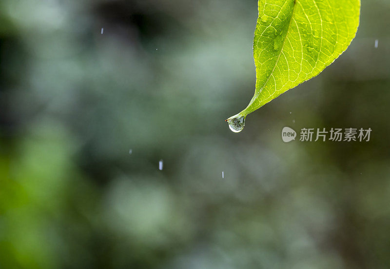 雨珠从树叶上滴下来