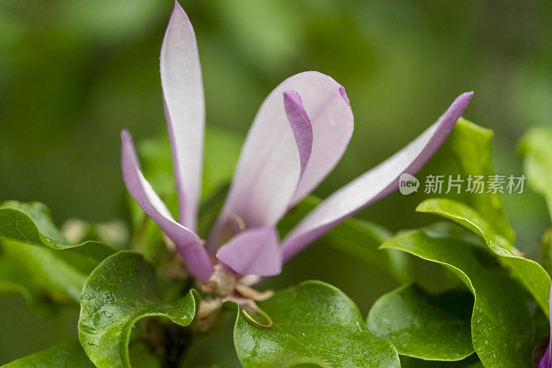 雨中的玉兰花