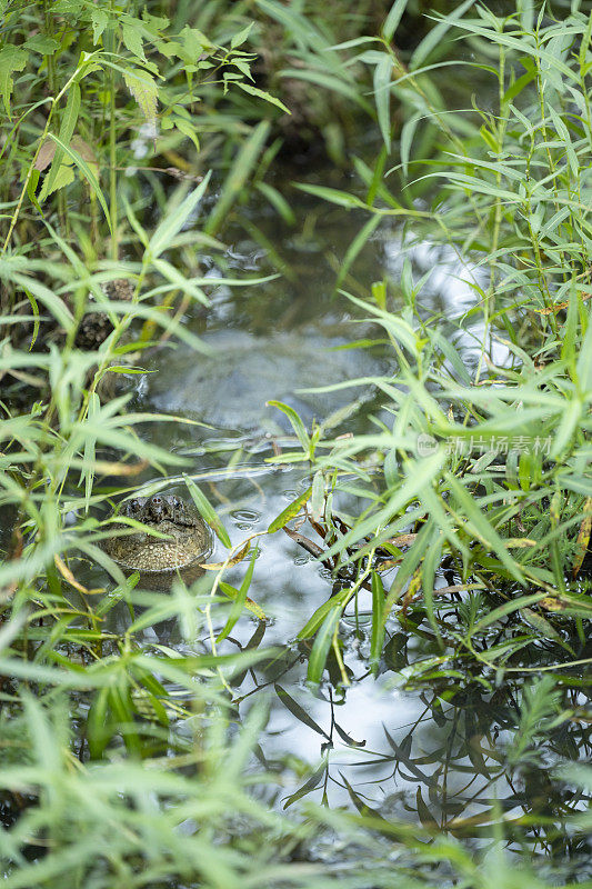 夏天一个雨夜的南部州湿地