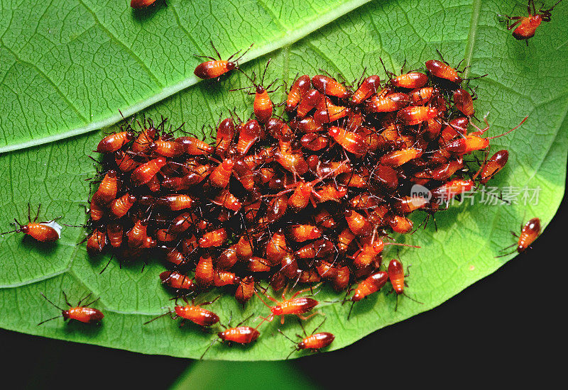 封闭的年轻红棉虫对叶-动物行为。