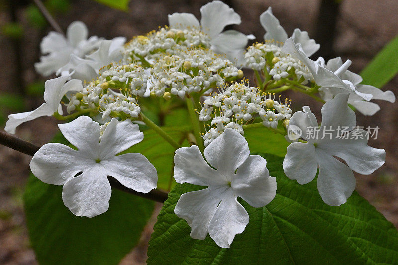 Hobblebush花朵特写