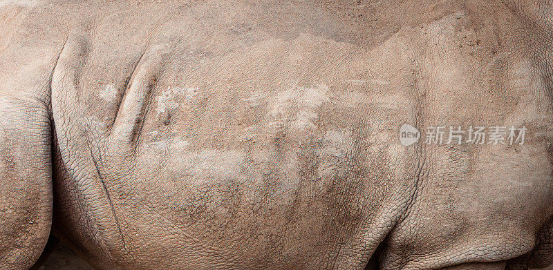 犀牛的皮肤