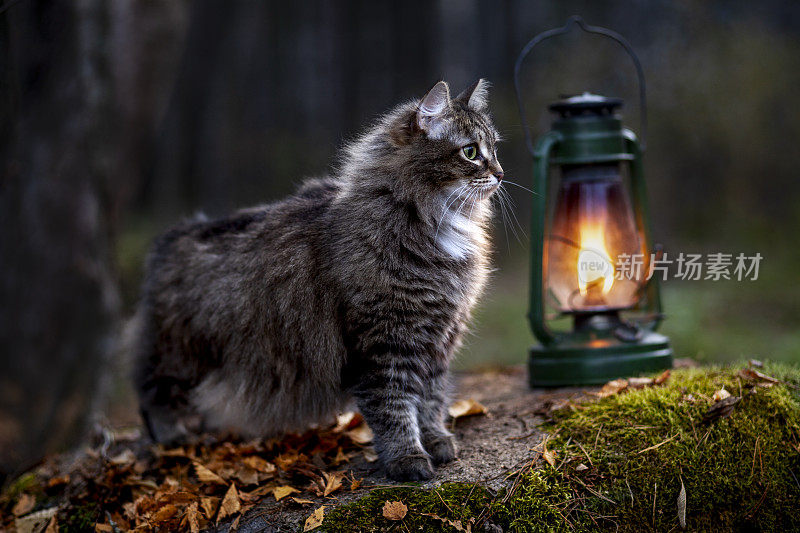 秋天森林里美丽的猫