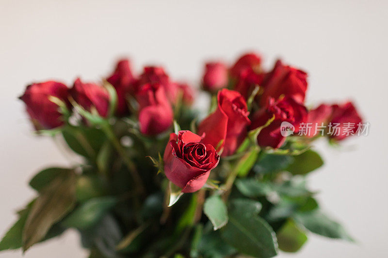 24朵经典的丰富的红玫瑰在明亮的自然光