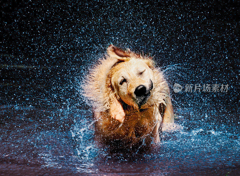 金毛猎犬抖掉水