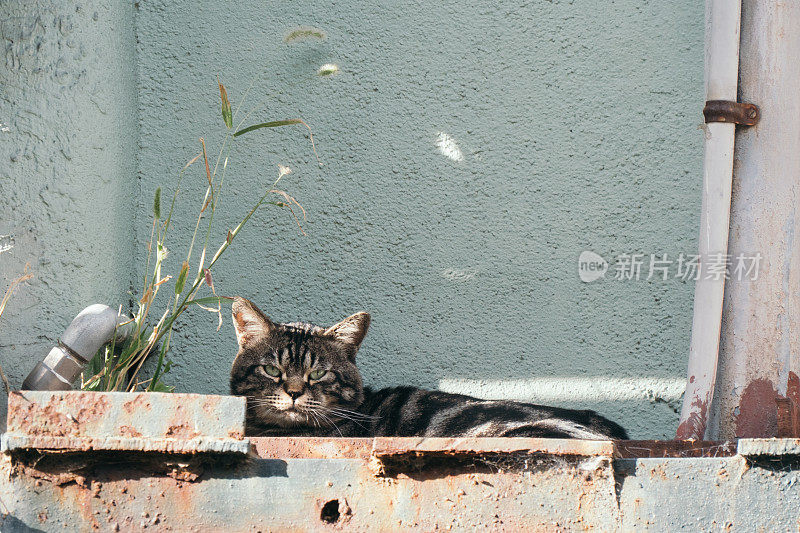 流浪的虎斑猫在窗前休息