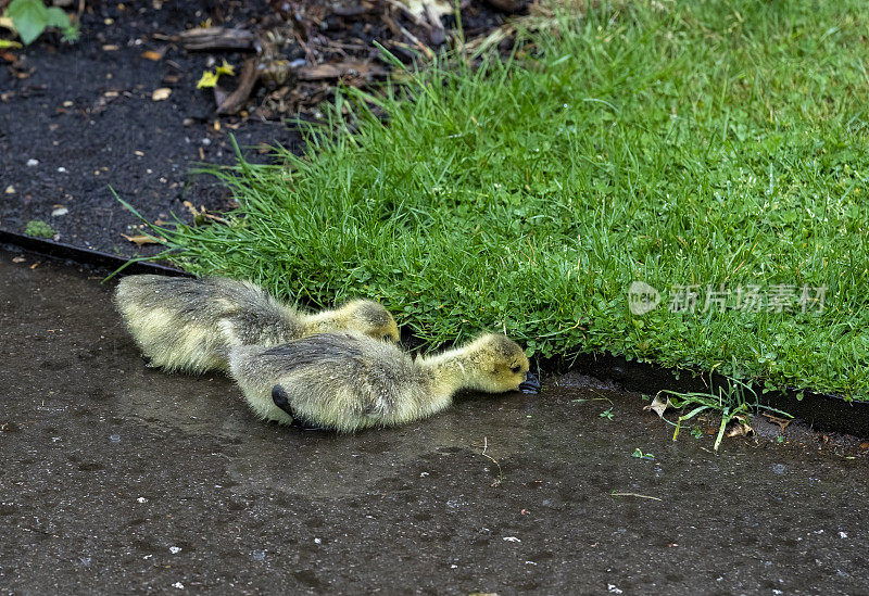 加拿大鹅在雨天产下小鹅