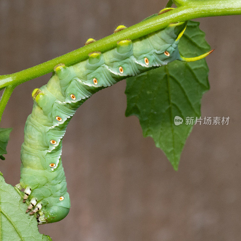 一种中部长有黄色斑点、背部长有黄色角的绿色烟草角虫正在捕食一种茄科的番茄植株。