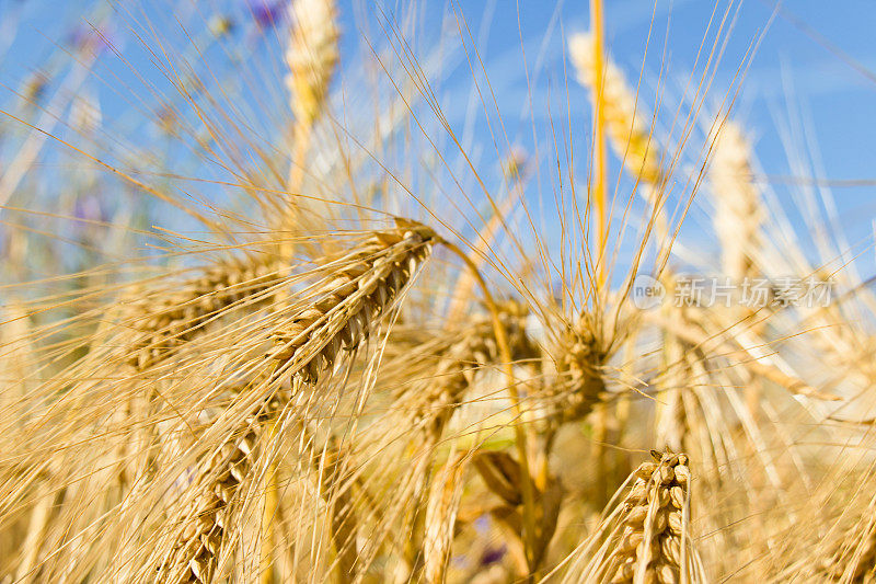 大麦田里成熟的大麦穗