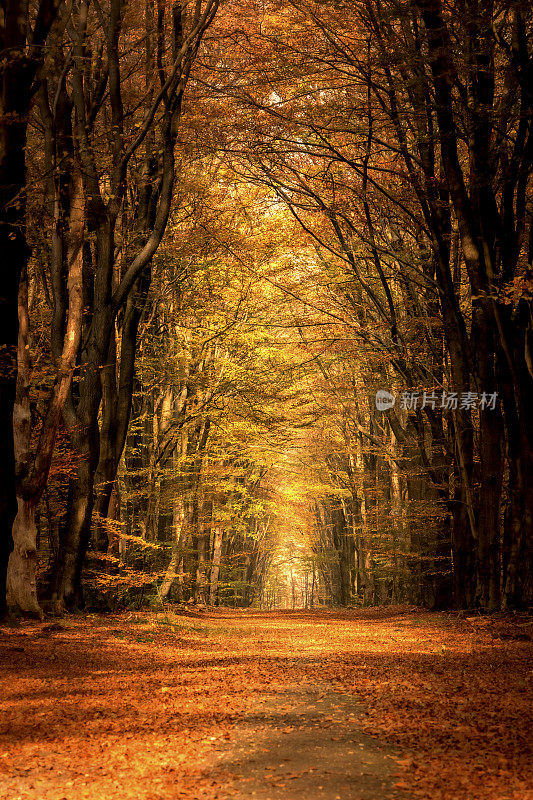 秋天穿过山毛榉树林的小路，阳光透过树冠照射进来
