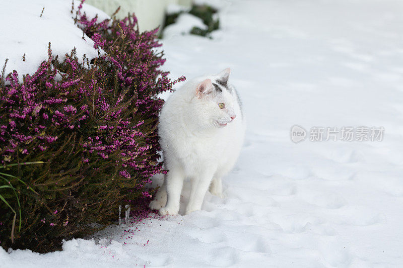 有黑斑的白猫站在雪地里