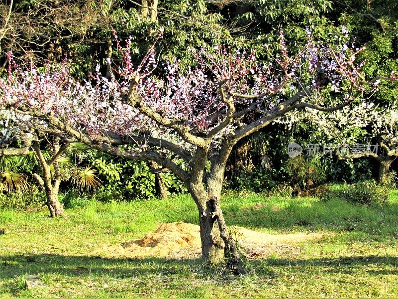 日本。3月。阳光明媚的早晨。园中梅花盛开。